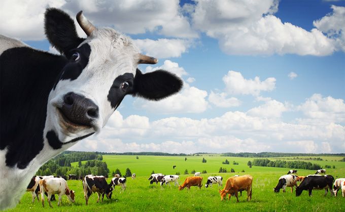 Fresh Dairy Products